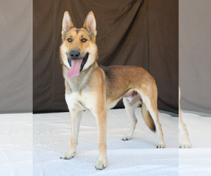 German Shepherd Dog Dogs for adoption in Pasadena, CA, USA