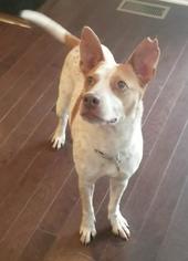 Small Red Heeler Mix