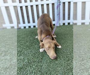 Labrador Retriever-Unknown Mix Dogs for adoption in Modesto, CA, USA