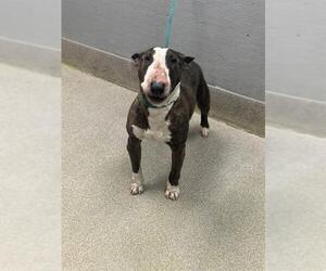 Bull Terrier-Unknown Mix Dogs for adoption in Las Vegas, NV, USA