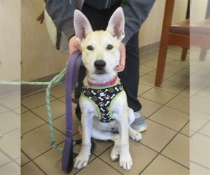 Anatolian Shepherd-Unknown Mix Dogs for adoption in Ocala, FL, USA