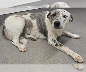 Australian Shepherd-Unknown Mix Dogs for adoption in HESPERIA, CA, USA