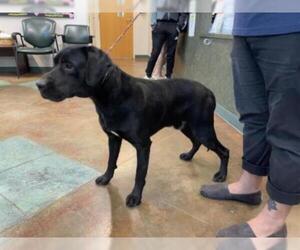 Labrador Retriever Dogs for adoption in Lacombe, LA, USA