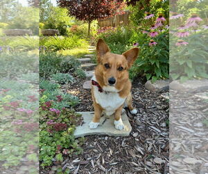 Pembroke Welsh Corgi Dogs for adoption in Denver , CO, USA