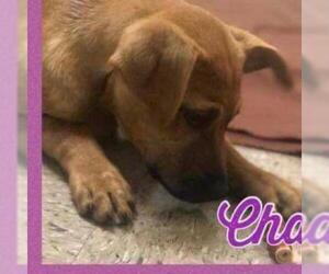 Mastiff Dogs for adoption in Pendleton, NY, USA