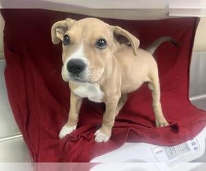 Mutt Dogs for adoption in HESPERIA, CA, USA