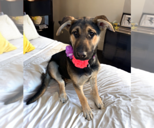 German Shepherd Dog-Unknown Mix Dogs for adoption in Phoenix, AZ, USA
