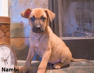 Small Black Mouth Cur Mix