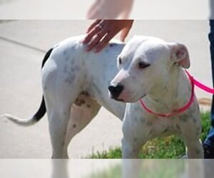Dogo Argentino Dogs for adoption in Grapevine, TX, USA