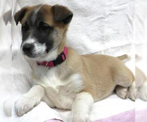 Mutt Dogs for adoption in Thief River Falls, MN, USA