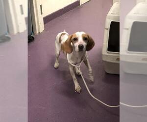 Beagle-Unknown Mix Dogs for adoption in Long Beach, CA, USA