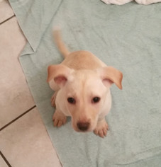 Medium Photo #1 Australian Shepherd-Unknown Mix Puppy For Sale in Missouri City, TX, USA