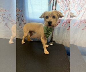 Lhasa Apso-Unknown Mix Dogs for adoption in Virginia Beach, VA, USA