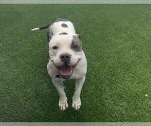 American Pit Bull Terrier Dogs for adoption in Las Vegas, NV, USA