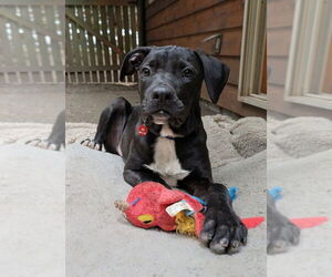 Labrador Retriever-Unknown Mix Dogs for adoption in Bellingham, WA, USA