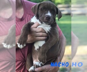 Medium Photo #1 American Pit Bull Terrier-Labrador Retriever Mix Puppy For Sale in Rockaway, NJ, USA