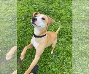 Mutt Dogs for adoption in Visalia, CA, USA