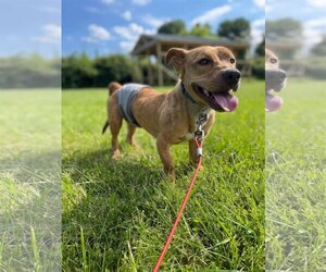 Dorgi Dogs for adoption in Germantown, OH, USA