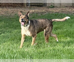Medium Photo #1 Mutt Puppy For Sale in Germantown, OH, USA
