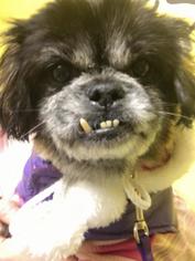 Pekingese Dogs for adoption in Bellbrook, OH, USA