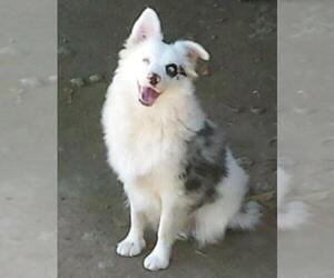 Small Australian Shepherd