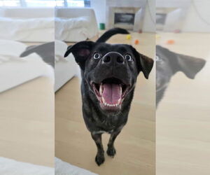 Border Collie-Holland Shepherd Mix Dogs for adoption in Dana Point, CA, USA