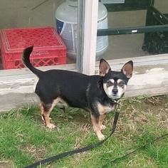 Chihuahua-Unknown Mix Dogs for adoption in Lorain, OH, USA