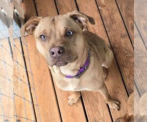 Mutt Dogs for adoption in Shelburne, VT, USA