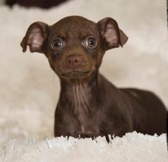 Miniature Pinscher Dogs for adoption in Jamestown, CA, USA