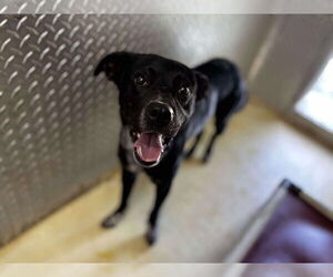 Mutt Dogs for adoption in Rustburg, VA, USA