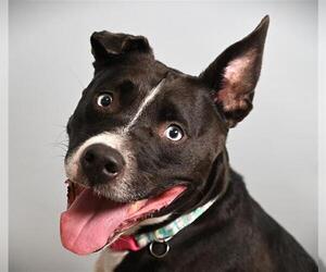 American Pit Bull Terrier-Unknown Mix Dogs for adoption in Fort Collins, CO, USA