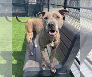 American Pit Bull Terrier Dogs for adoption in San Francisco, CA, USA