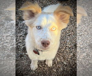 Huskies -Unknown Mix Dogs for adoption in Glendale , AZ, USA