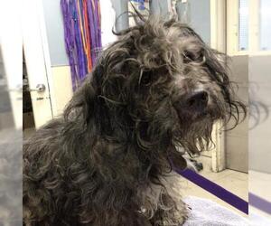 Mutt Dogs for adoption in Riverside, CA, USA