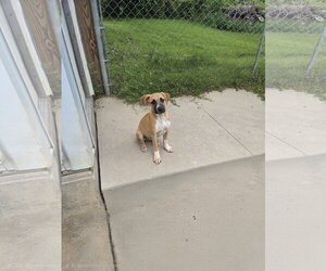 Mutt Dogs for adoption in Maquoketa, IA, USA