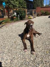 Great Dane Dogs for adoption in Oakley, CA, USA