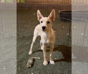 Mutt Dogs for adoption in Phoenix, AZ, USA