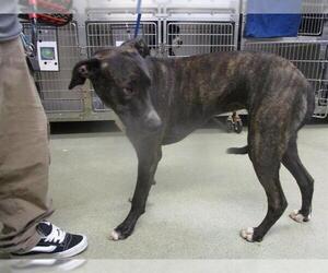 Great Dane-Unknown Mix Dogs for adoption in Oklahoma City, OK, USA