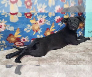 Labrador Retriever-Unknown Mix Dogs for adoption in Wetumpka, AL, USA