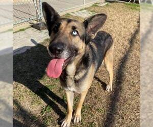 German Shepherd Dog-Unknown Mix Dogs for adoption in Irving, TX, USA