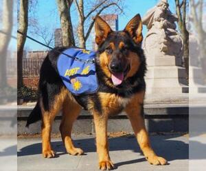 German Shepherd Dog Dogs for adoption in Woodside, NY, USA