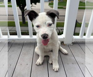 Huskies -Unknown Mix Dogs for adoption in Fargo, ND, USA