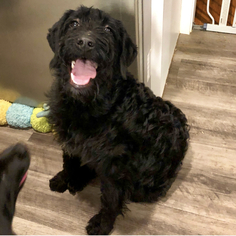 Poodle (Miniature) Dogs for adoption in Kent, OH, USA