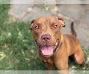 American Pit Bull Terrier Dogs for adoption in Tulsa, OK, USA