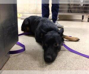 Mutt Dogs for adoption in Riverside, CA, USA