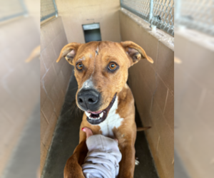 American Pit Bull Terrier-Unknown Mix Dogs for adoption in Las Vegas, NM, USA