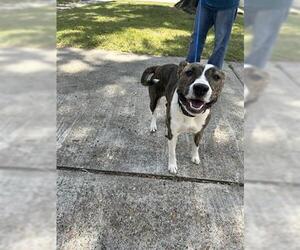 Bull Terrier-Unknown Mix Dogs for adoption in Houston, TX, USA