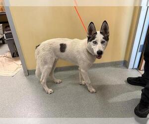Akita-Siberian Husky Mix Dogs for adoption in Orange, CA, USA
