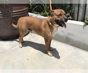 Bullboxer Pit Dogs for adoption in pomona, CA, USA