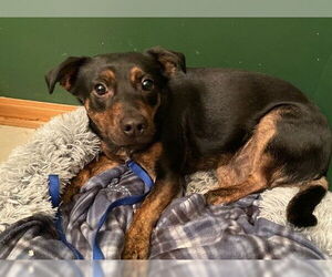 Labrador Retriever-Unknown Mix Dogs for adoption in Princeton, MN, USA